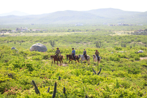 Los Cabos Horseback Riding Tour-4