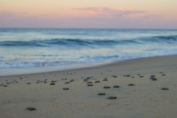Los Cabos Turtle Release-10