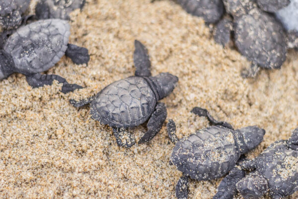 Los Cabos Turtle Release-2