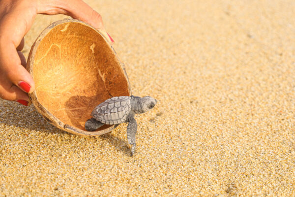 Los Cabos Turtle Release-6
