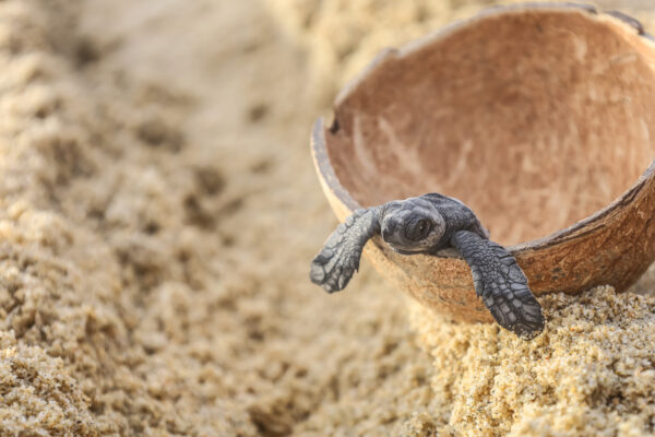 Los Cabos Turtle Release-7